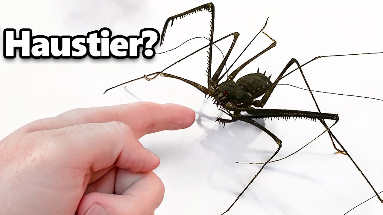 Ich Habe ein Haustier-Außerirdischen Bekommen (sozusagen)