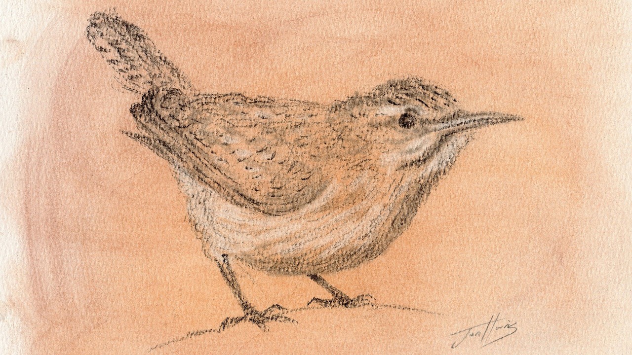 Charcoal Pencil Drawing of a Wren on Pastel Background
