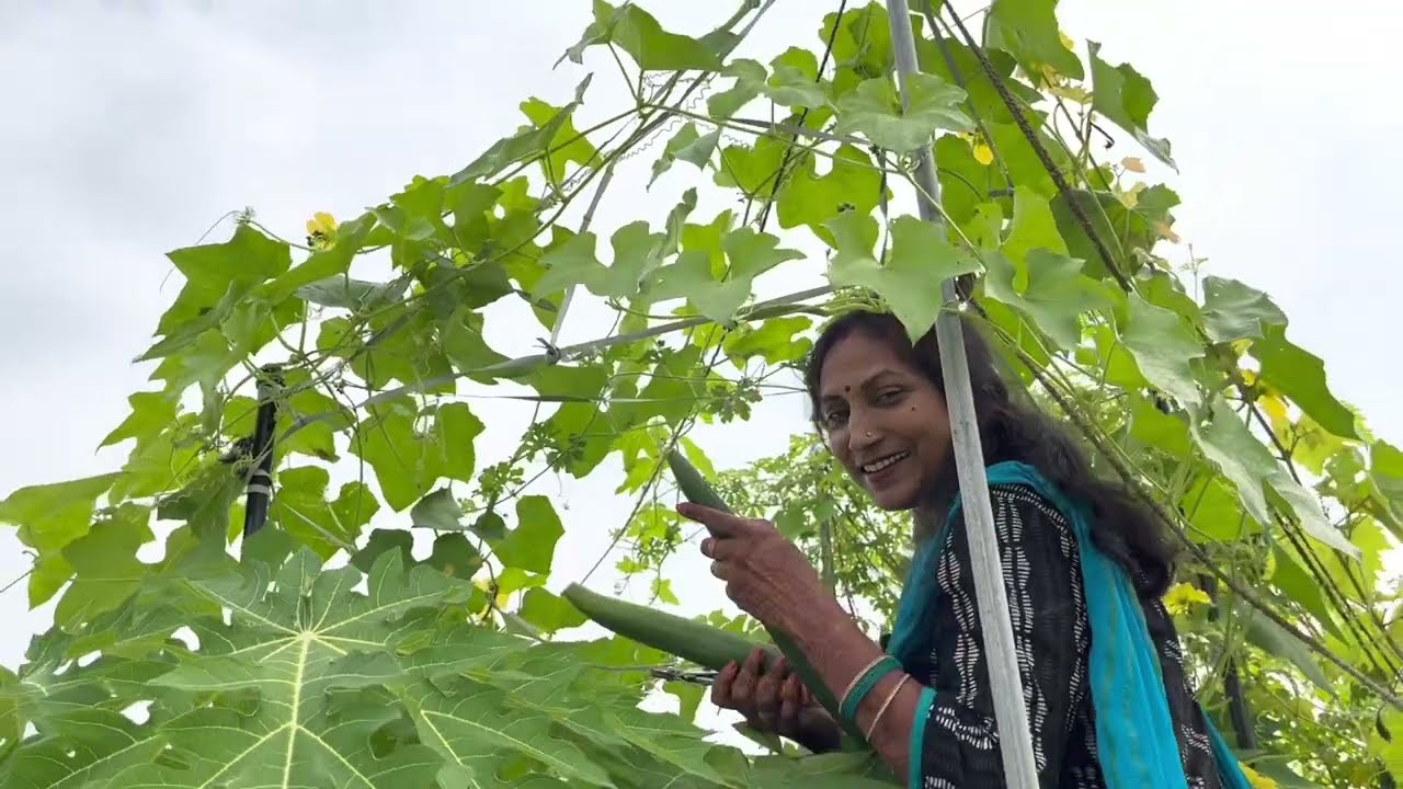 Harvesting Vegetables in terrace garden