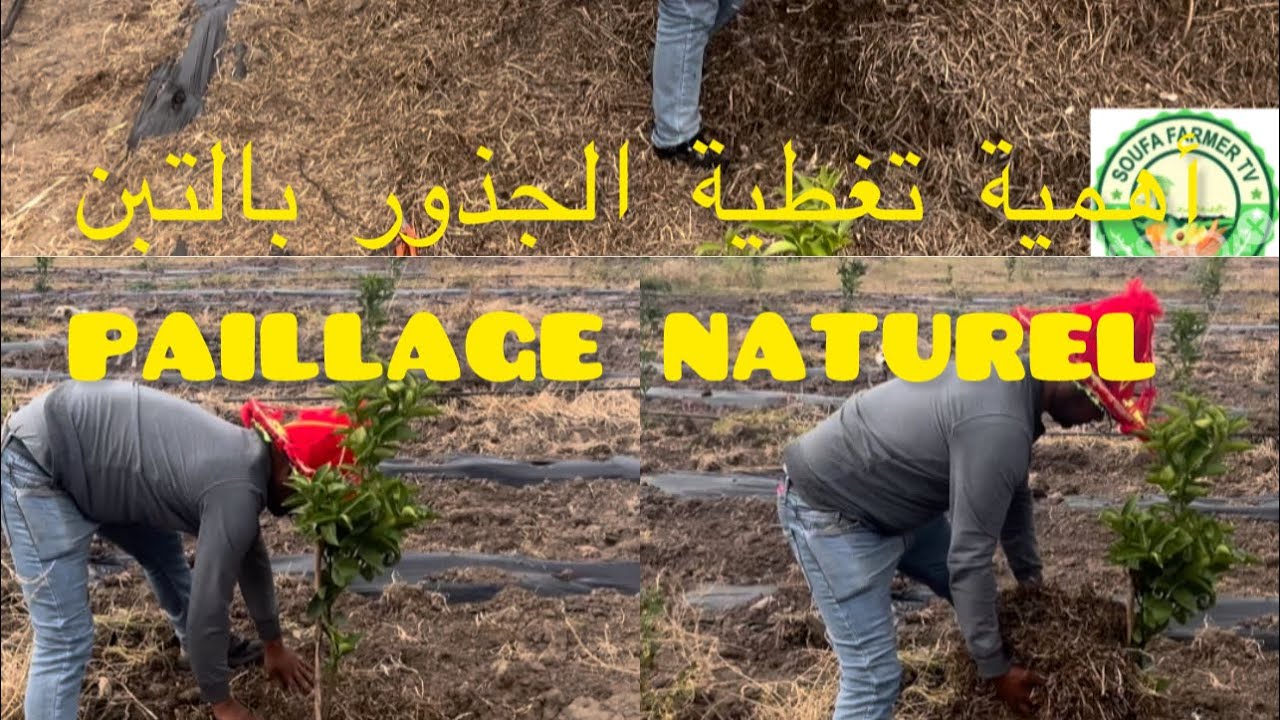 أهمية تغطية الجذور بالتبن paillage naturelle كيفية وضع التبن او العشب