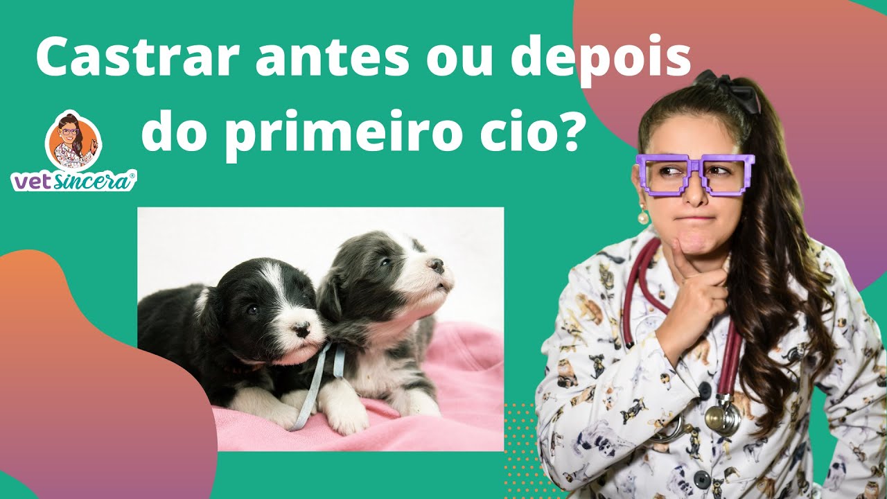 O que é melhor, castrar antes ou depois do primeiro cio? Castração de cachorra!