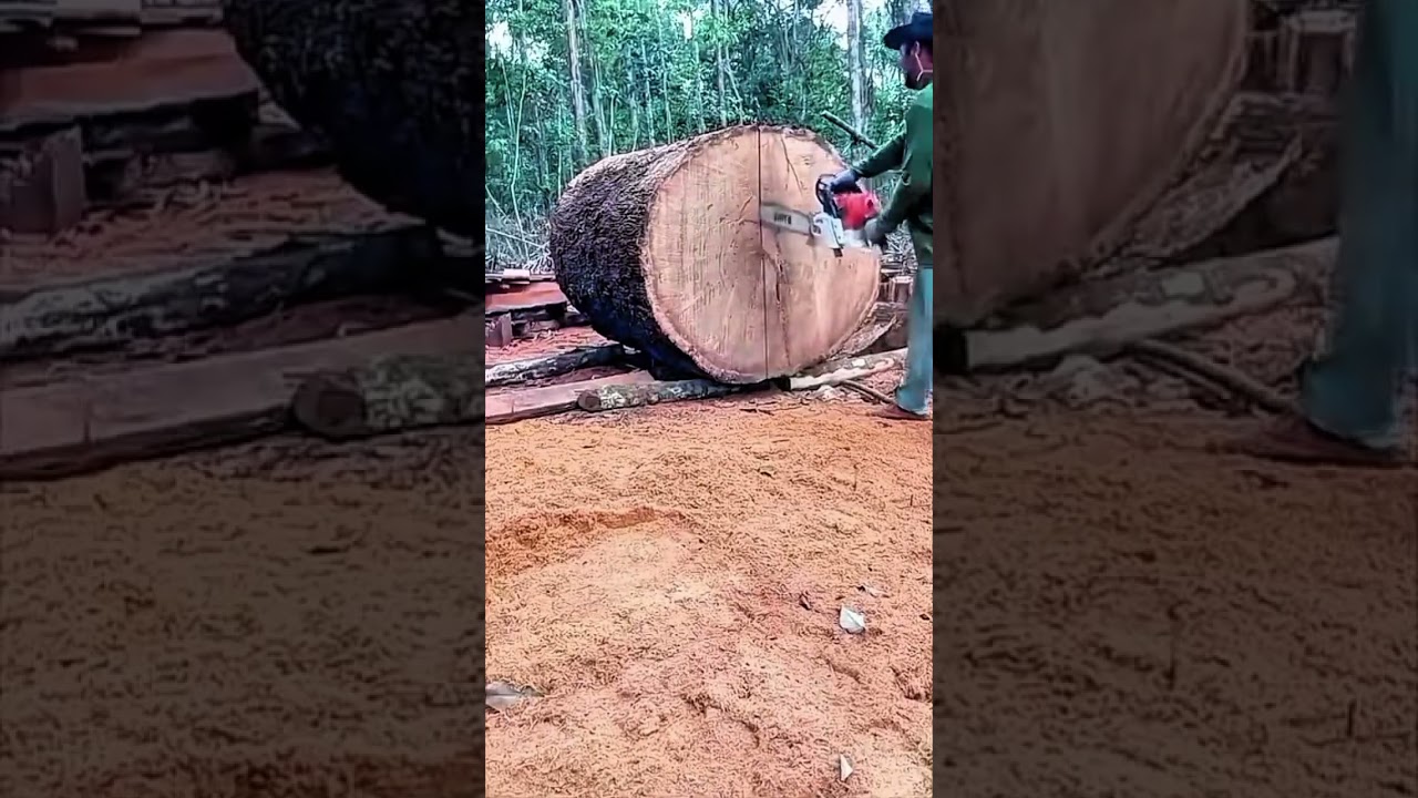 skill kerja tukang kayu ini saat membelah kayu besar menggunakan gergaji mesin #shorts