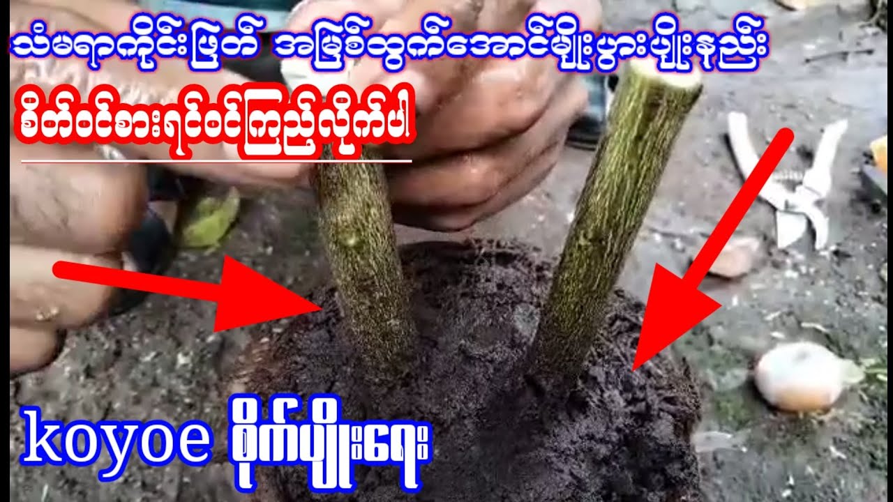 သံပုရာကိုင်းဖြတ် အမြစ်ထွက်အောင် မျိုးပွားပျိုးနည်းkoyoeစိုက်ပျိုးရေးစိတ်ဝင်စားရင်ဝင်ကြည့်လိုက်ပါ
