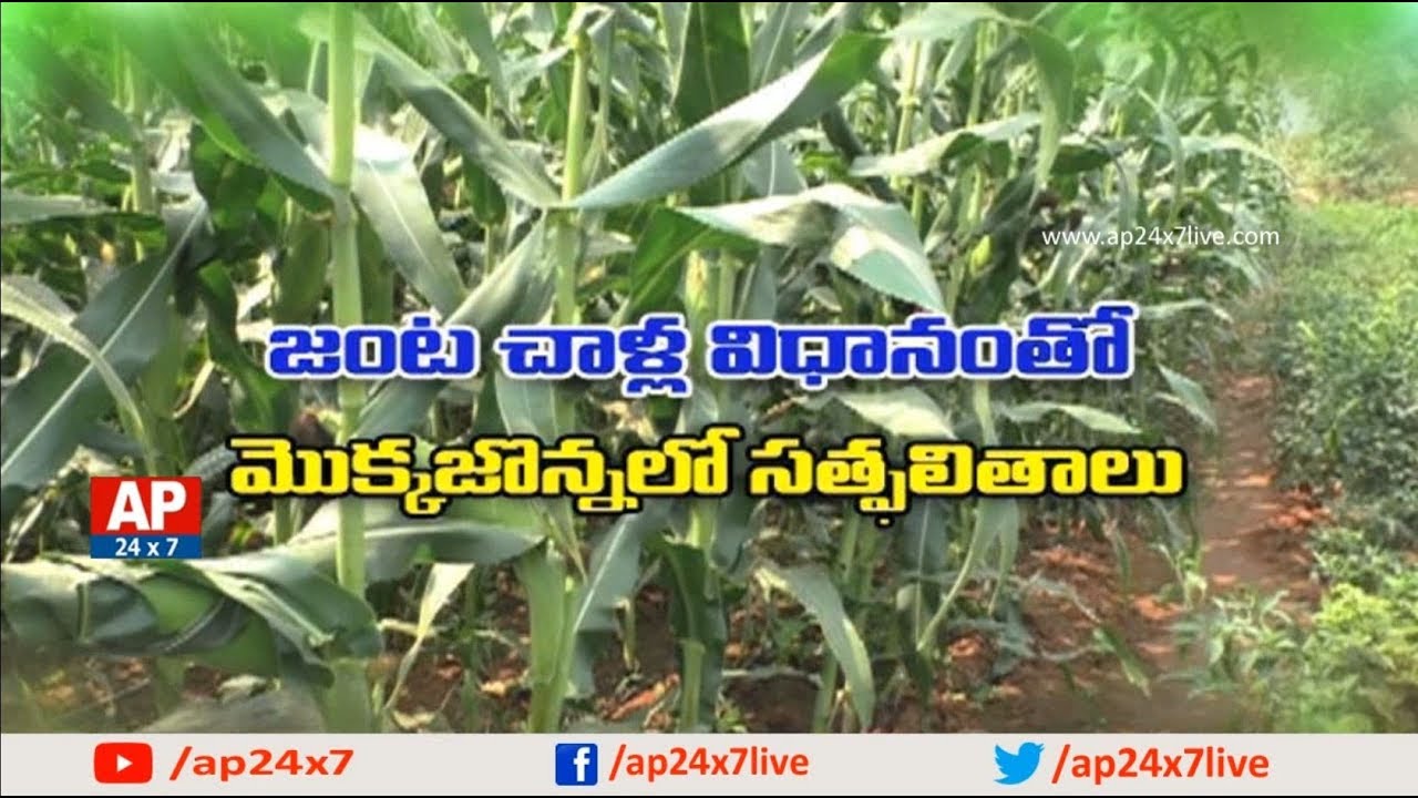Good Yields of Maize in Paired Row Method | Rythu Ratham | AP24x7