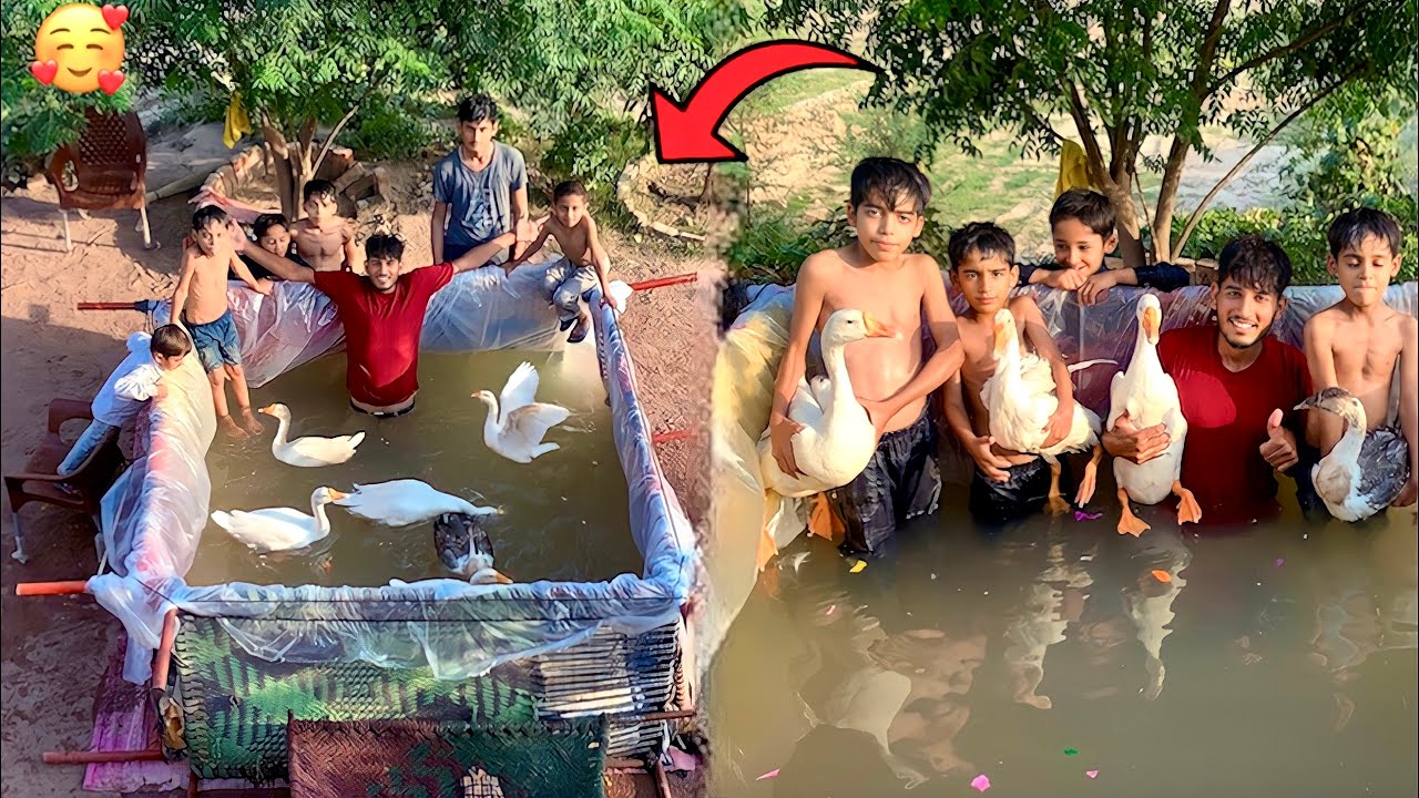 Pet house my Pets k ley SWIMMING Pool bana deya😂❤️||Hammad Pet House