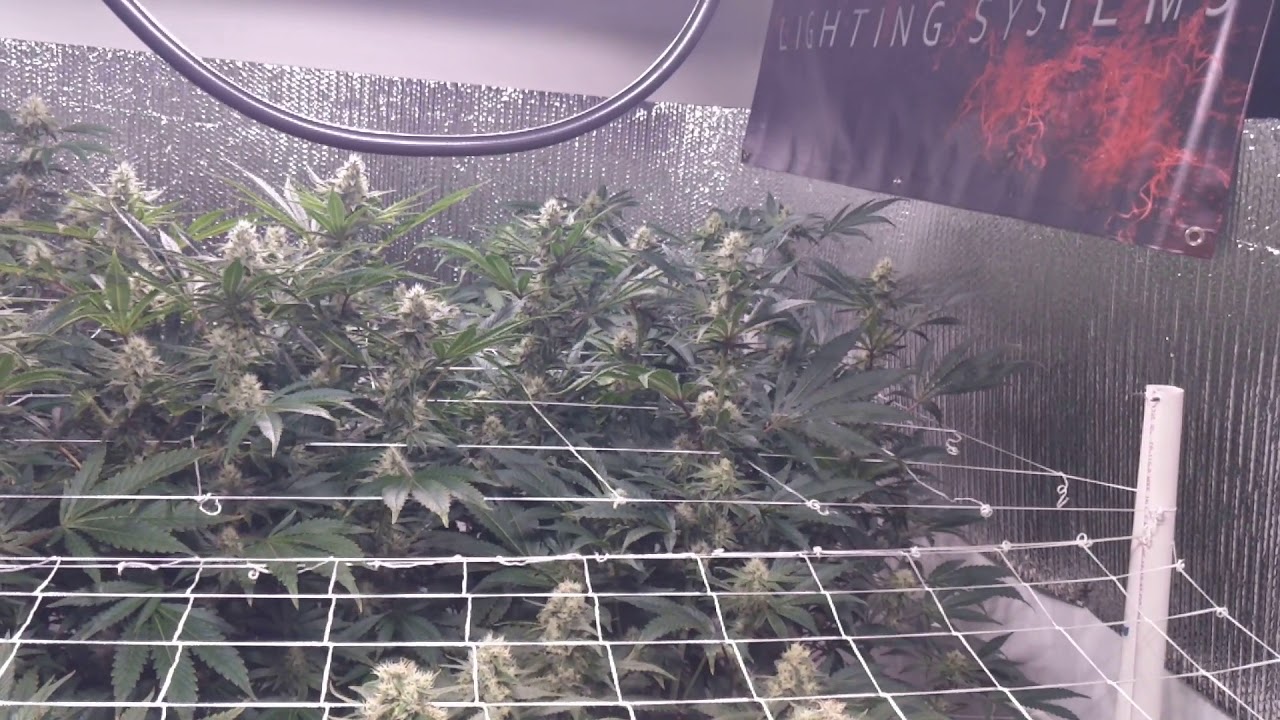 Flower Day 32 Vanquish 630w CMH grow