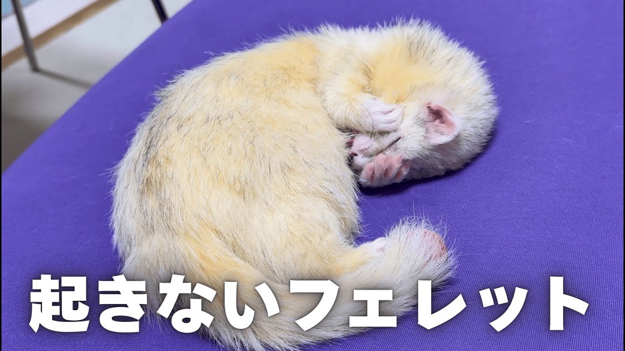 みんな起きたのに…まだ寝るの？まったりフェレット王子の二度寝タイム【ferret#1967】