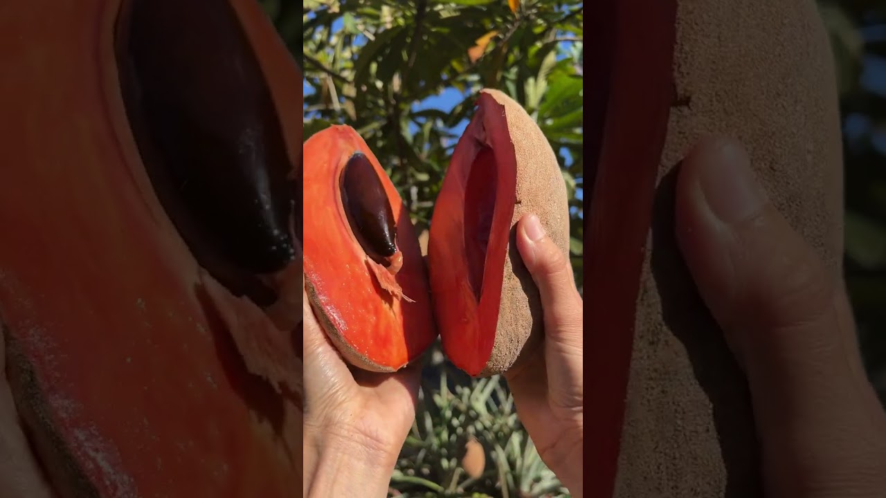 Mamey Sapote is one of our favorite fruits this time of year!
