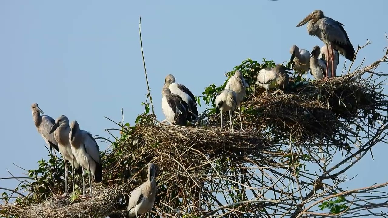 Life in the Flooded Canopy Birds of the Forest Waters Survival in the Flooded Forest Ep2