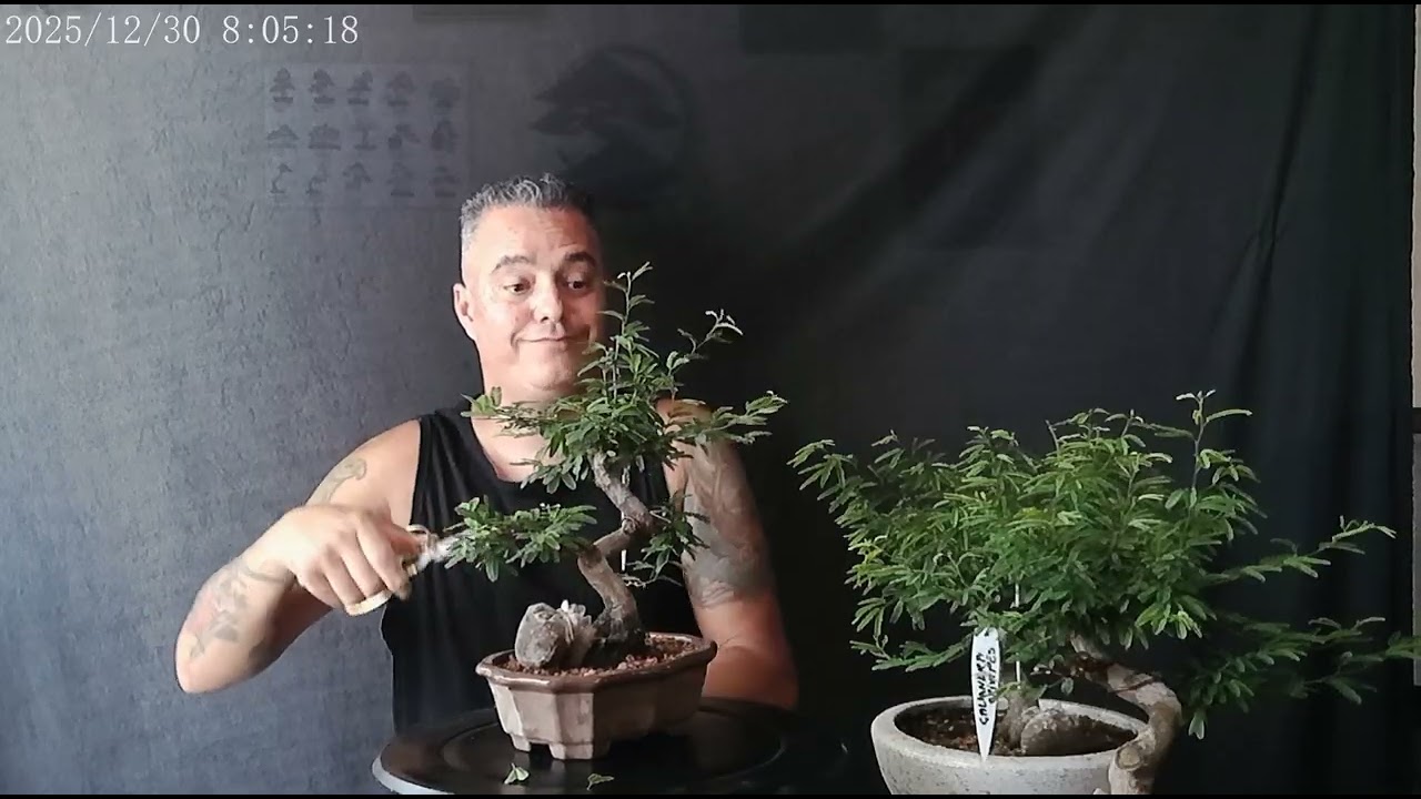 Bonsai caliandra brevipes, poda de ramificação,  @wanderramos 