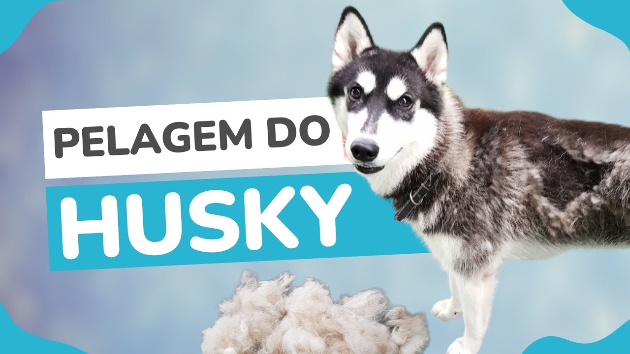 Pelagem e Troca de Pelos | Husky Siberiano