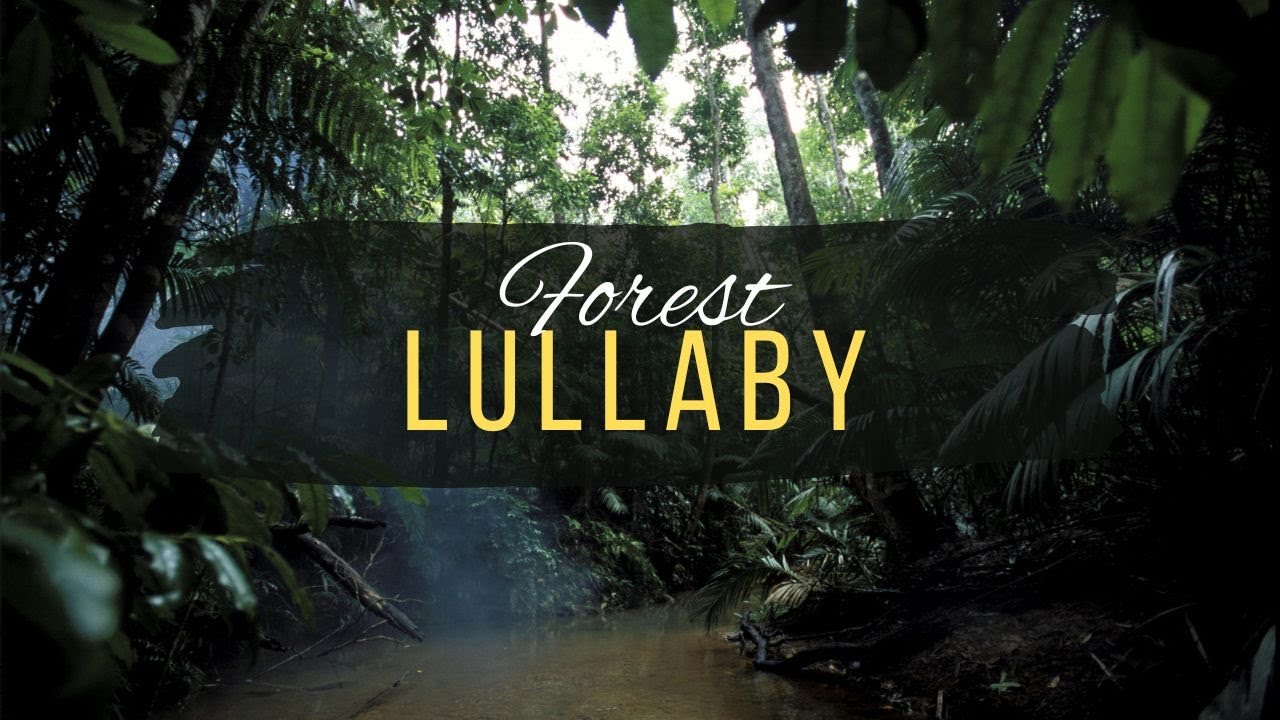 Forest Lullaby