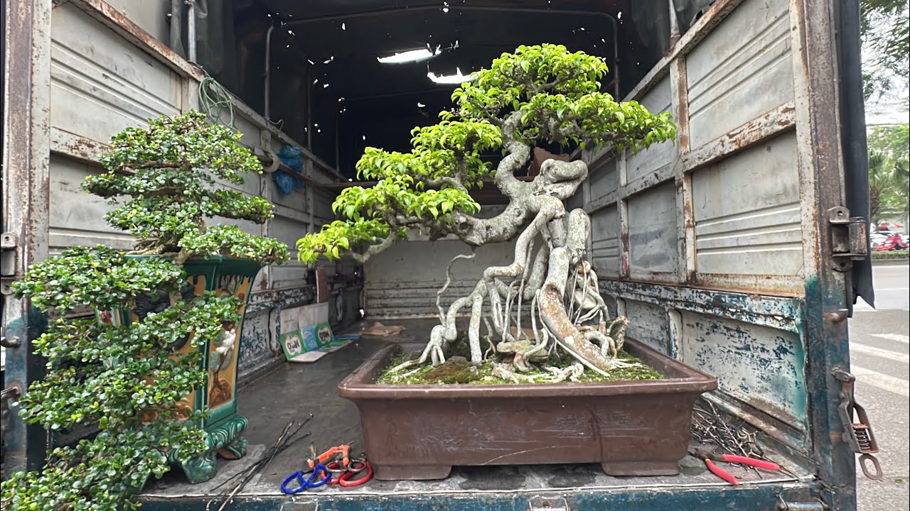 65 TRIỆU - CON H&Agrave;NG N&Agrave;Y KH&Aacute; QU&Aacute;, B&Aacute;O GI&Aacute; NHIỀU BONSAI ĐẸP CHỢ VẠN PH&Uacute;C