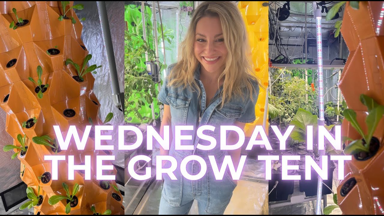 LIVE: WEDNESDAY IN THE GROW TENT 🧡