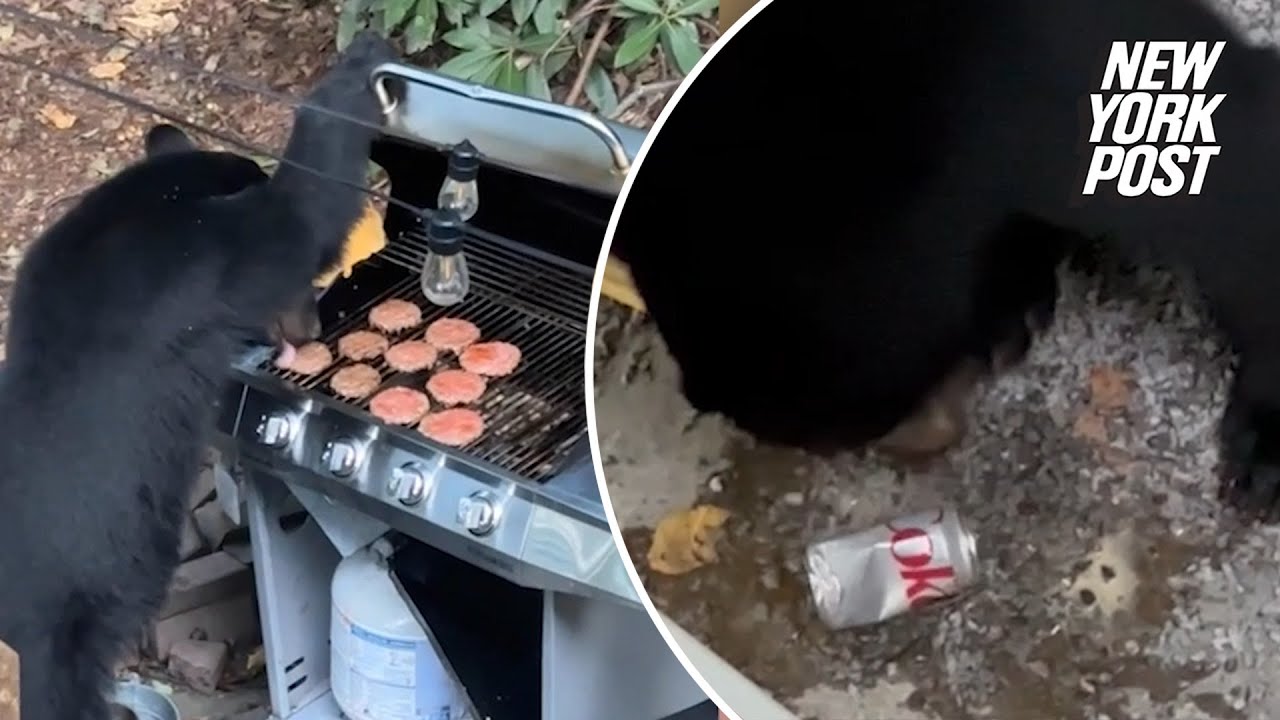 Bear caught on video crashing family barbecue, feasting on 10 burgers and Diet Coke