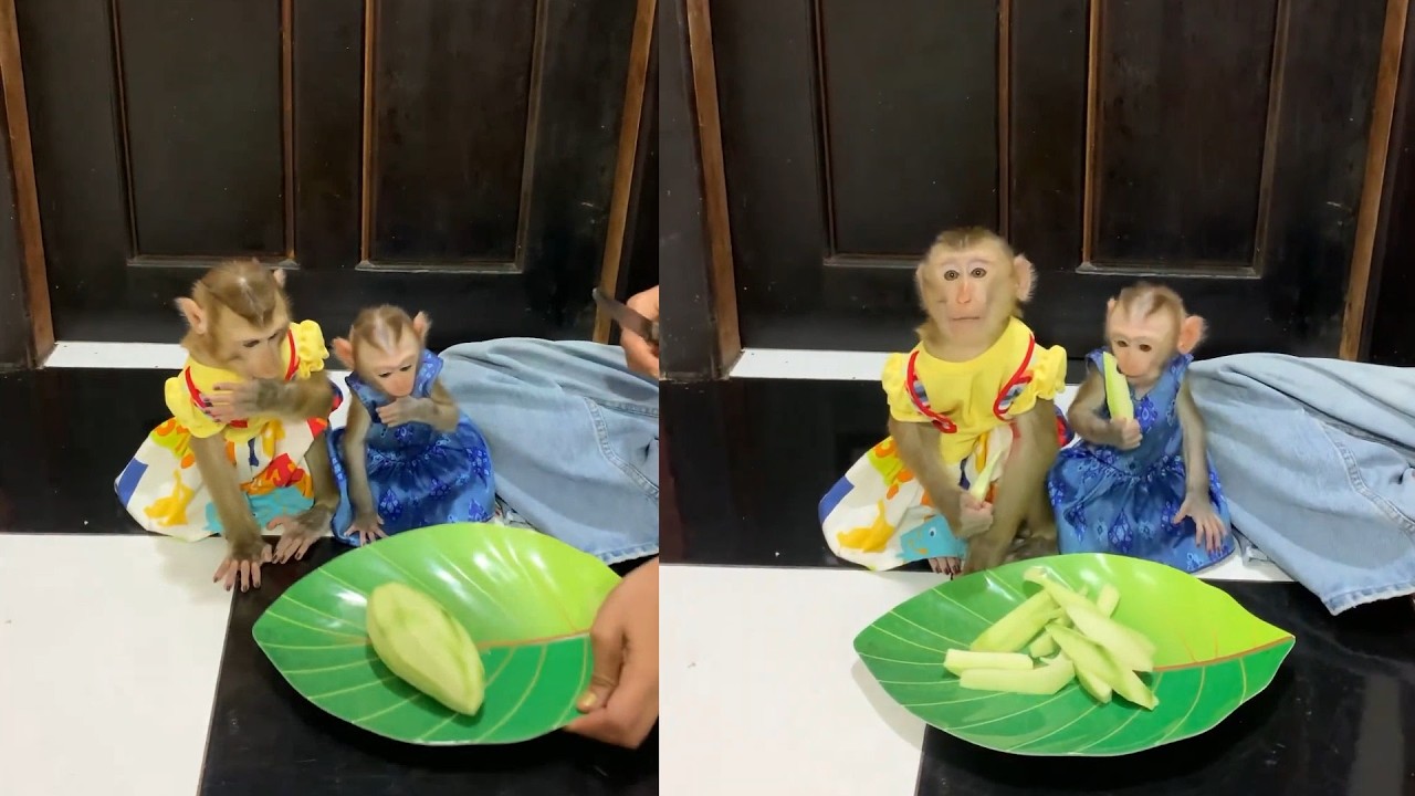 The Cutest Snack Time! Sister Monkeys Eating Fresh Green Mango👗🍈