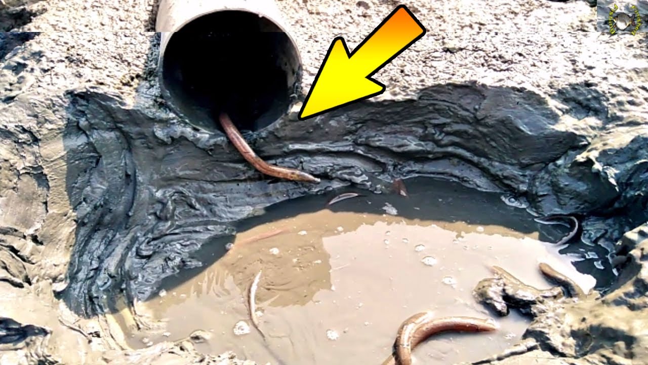 Build Deep Hole Underground Eel Fish Trap Using PVC Pipe || Unique Way Of Mud Eel Fish Catching