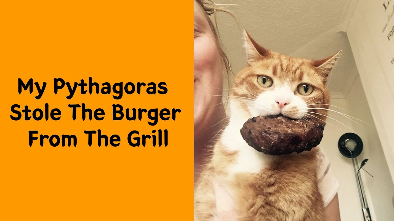 50 Times Pets Were Caught Red-Pawed Stealing Food