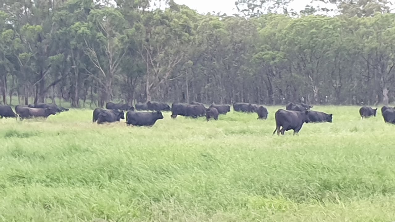 Picot's Farm - 2018