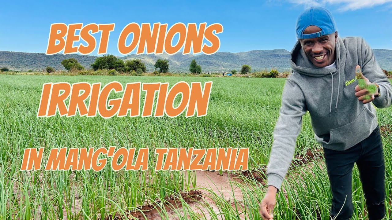 The best irrigation system Mang’ola farmers in Tanzania are using  to grow the best onions