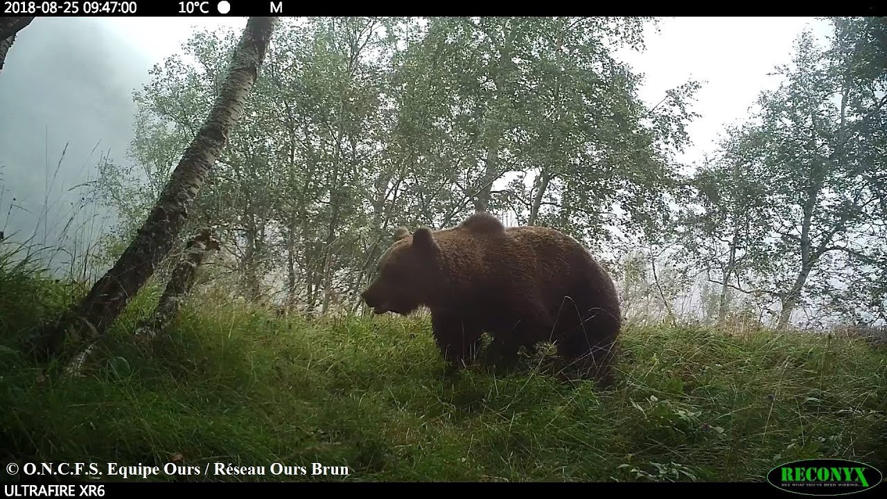 Vidéos et photos automatiques d'ours brun, septembre 2018 - ONCFS Equipe Ours
