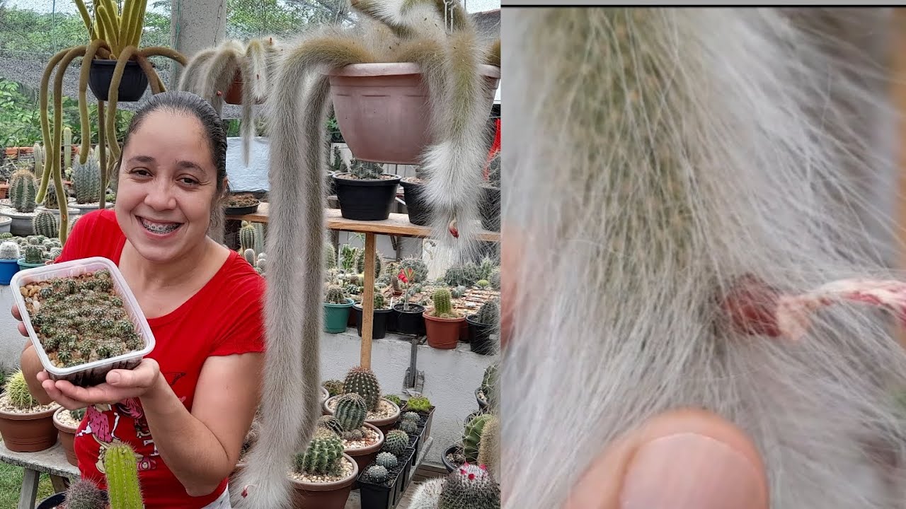 Vocês já Viram as Cápsulas de Sementes do CACTO RABO DE MACACO?