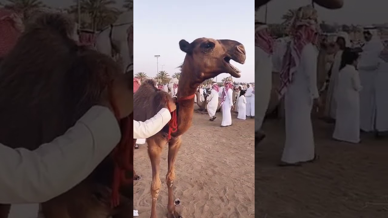 تغطية لساحة الابل بمدينة الأنعام ببريدة السبت ١٥/١/١٤٤٤