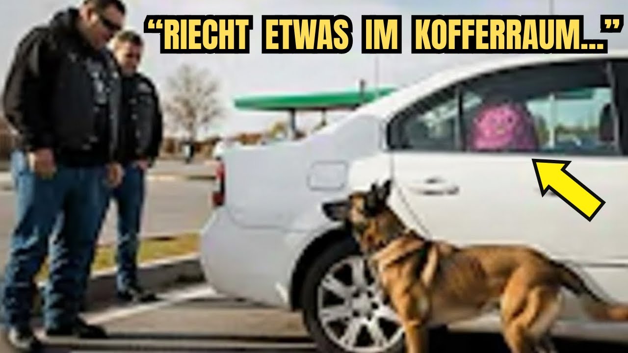 „Der Hund schlug Alarm – Was der Biker im Kofferraum entdeckte, schockierte alle“
