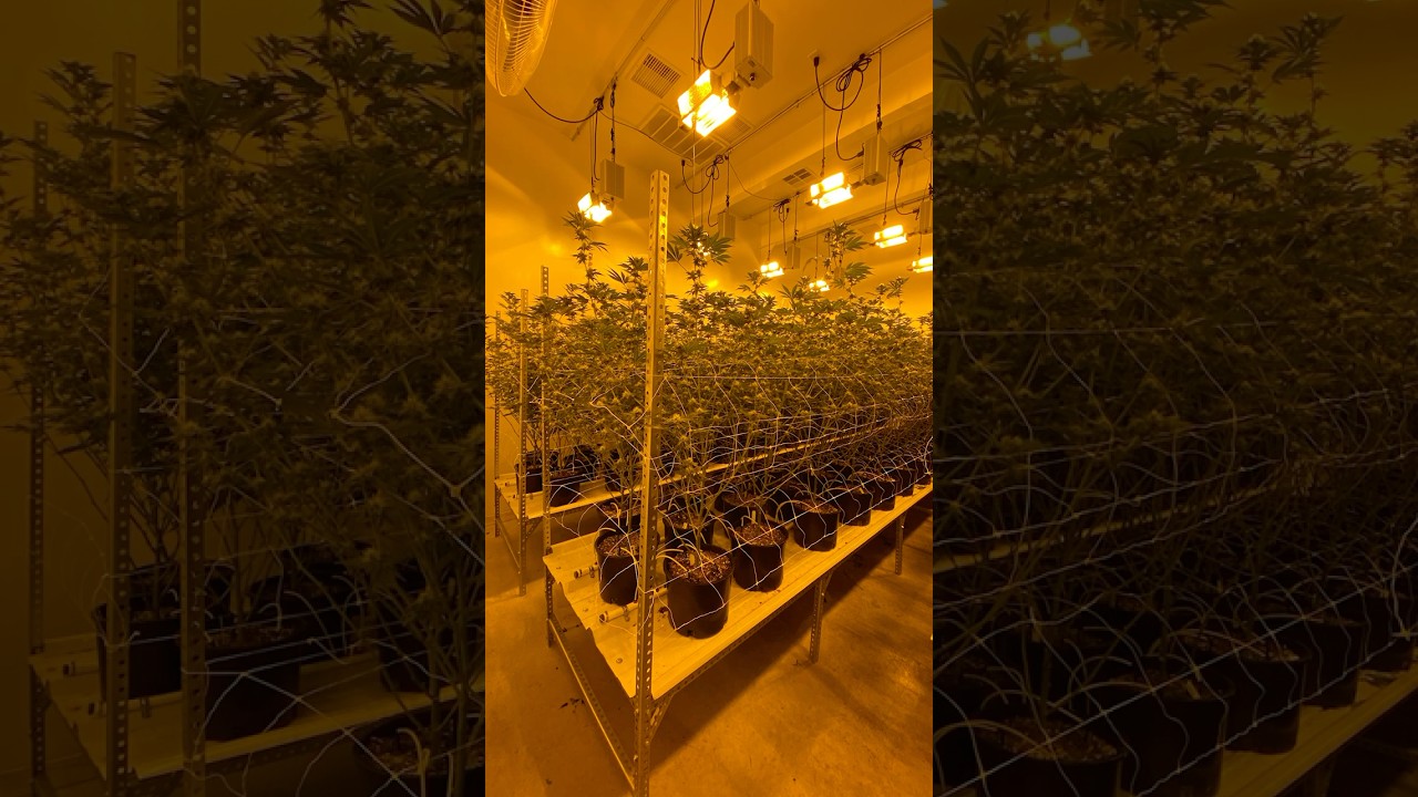 GMO for the win! 🙌 #GMO #SkunkMasterFlex #Chem91 #GSC #Indoor #GrowYourOwn