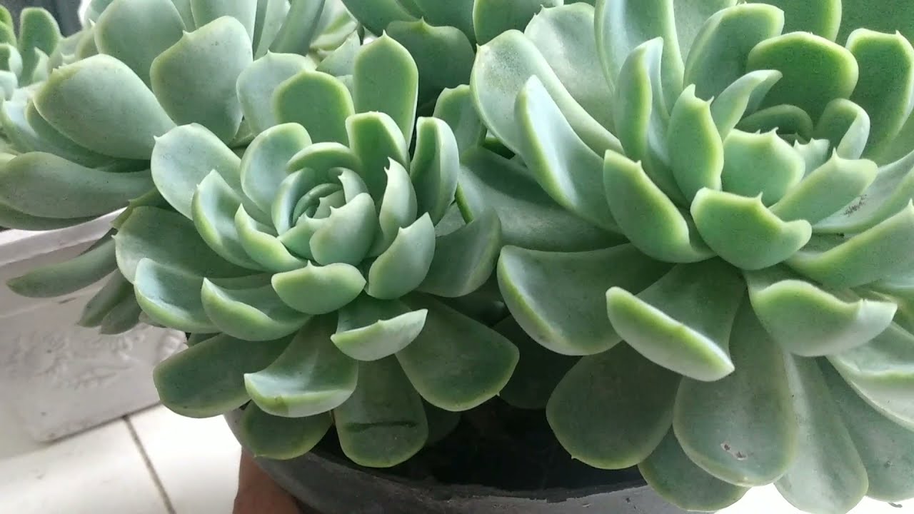 ECHEVERIA ELEGANS