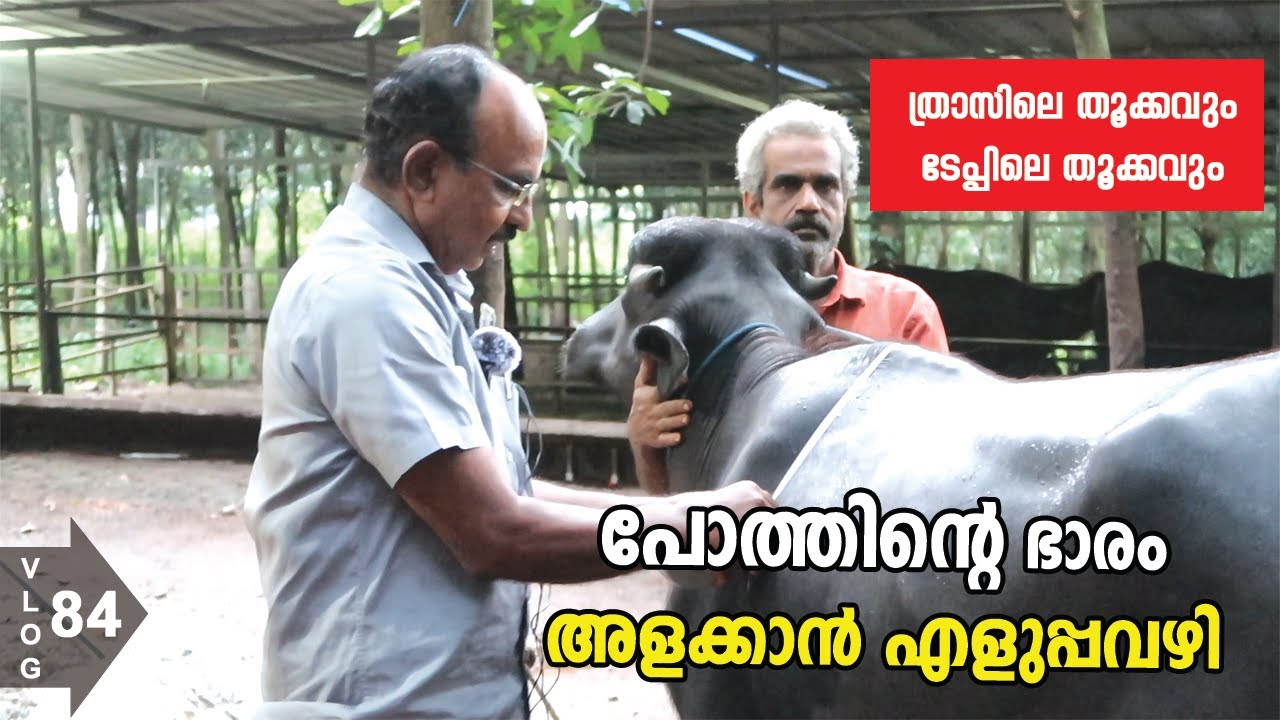 പോത്തിന്റെ ഭാരം അളക്കാൻ എളുപ്പവഴി| Pappaya Vlogs | Vlog : 83