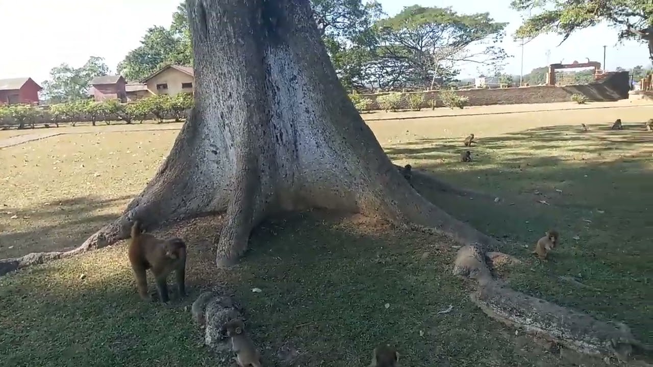 Negeriting shivo doul monkey video please like comment and share subscribe 🐒🐒🐒🐒🐒