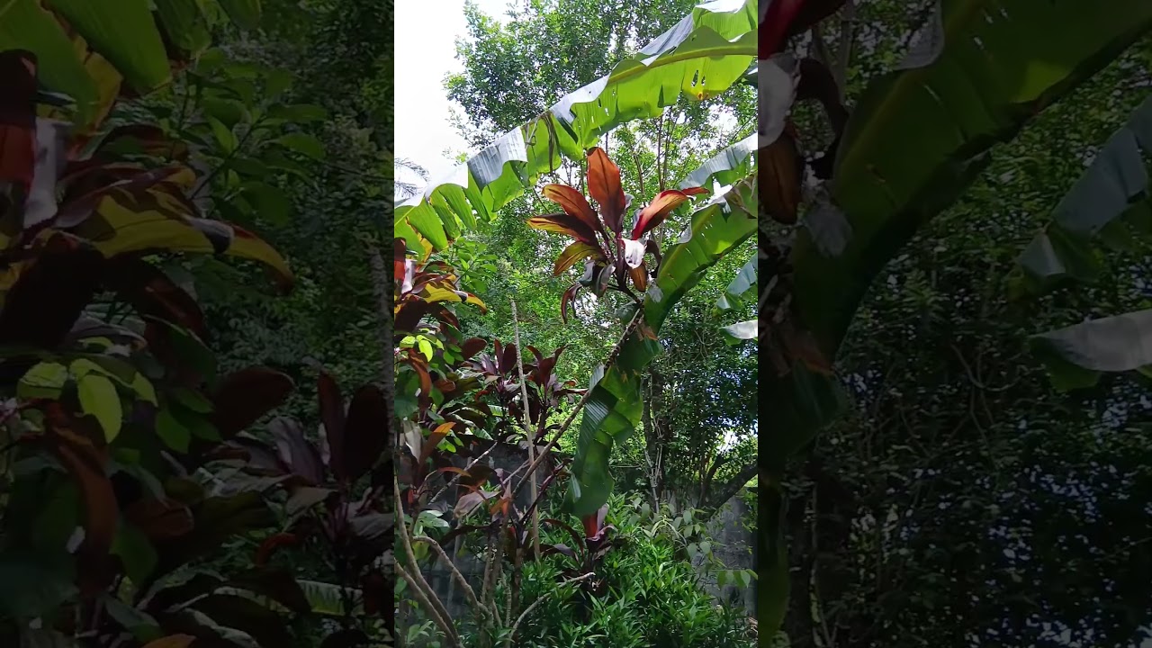 🌻🌻O CANTO DOS PASSAROS,E DAS CIGARRAS NO MEU QUINTAL.🦋🦋🦋🦋🦜🦜🦜🦜💛💛💛💛💕💕💕💕💕🌻🌻🌻💛💛💛🌻🌻