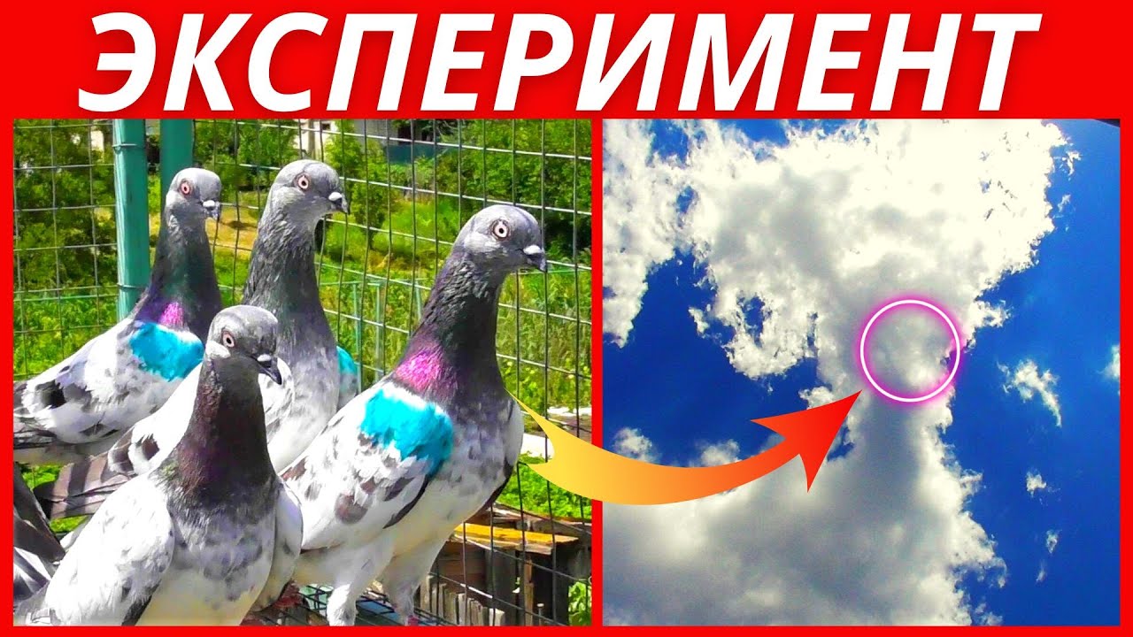 Голуби высоколетные когда подымать?Будапештские голуби полет 16.07.2022