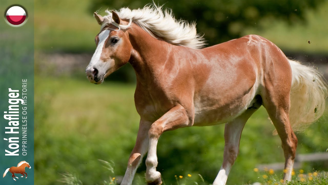 Koń Haflinger, pierwszy na świecie sklonowany koń, Pochodzenie ras