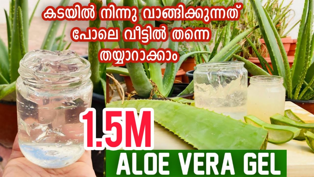 Aloe Vera Gel (കറ്റാർവാഴ) ഇനി വീട്ടിൽ ഉണ്ടാക്കാം |How To Make Aloe Vera Gel at Home