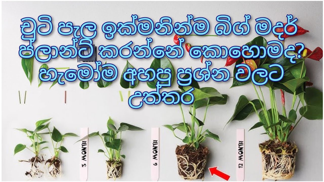 චුටි පැල ඉක්මනින් ලොකු කර ගෙන බිග් මදර් ප්ලාන්ට් එකක් කරන්නේ කොහොමද? ඔන්න මගේ රහස.🥰🥰