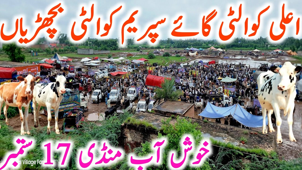 Khushab Cow And Hiefers Mandi | Jersey Australian Friesian || Mandi Star