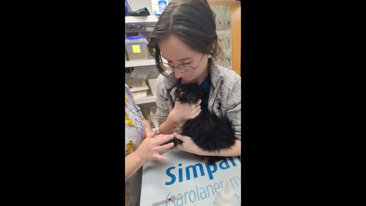 YTI Externship: Canine Sternal Recumbency for Cephalic Venipuncture Restraint