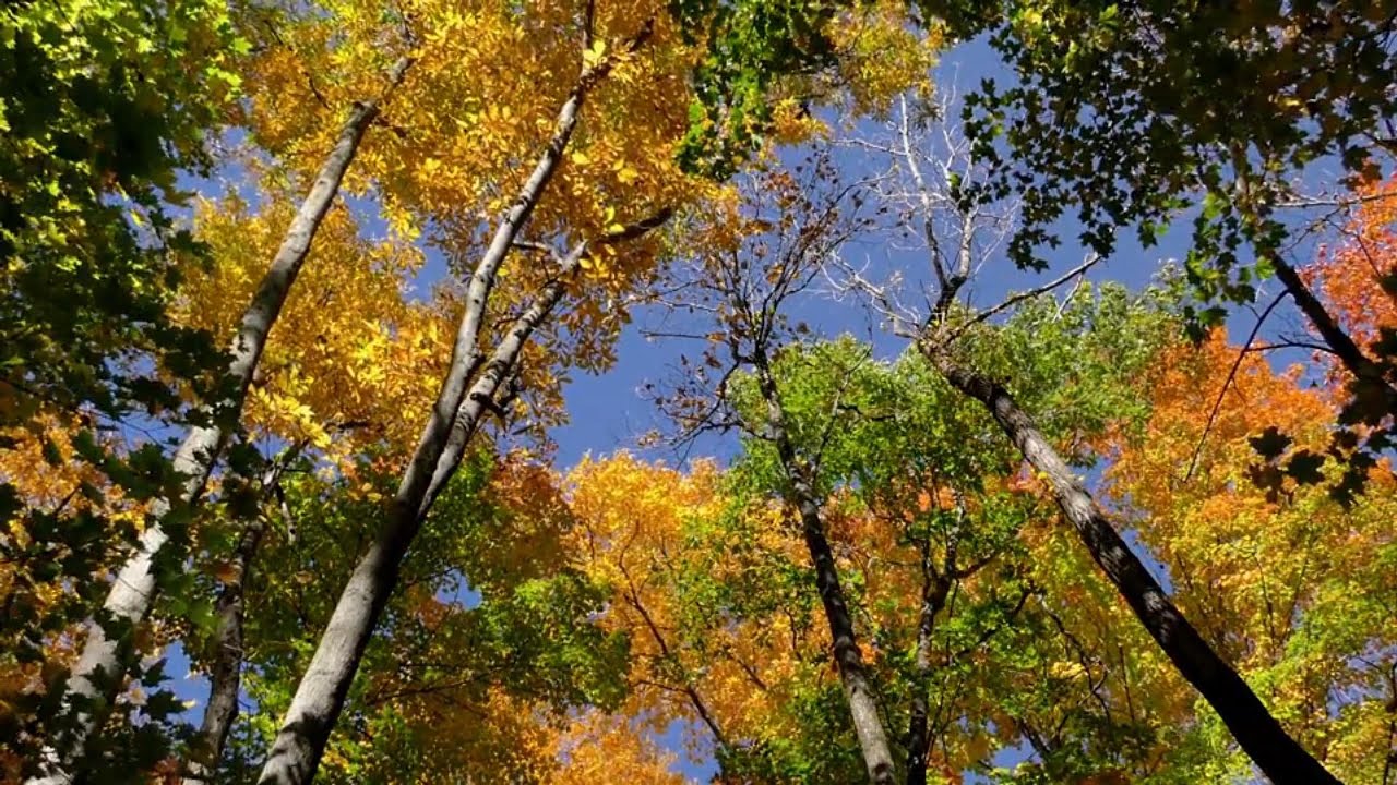 Autumn woods relaxation