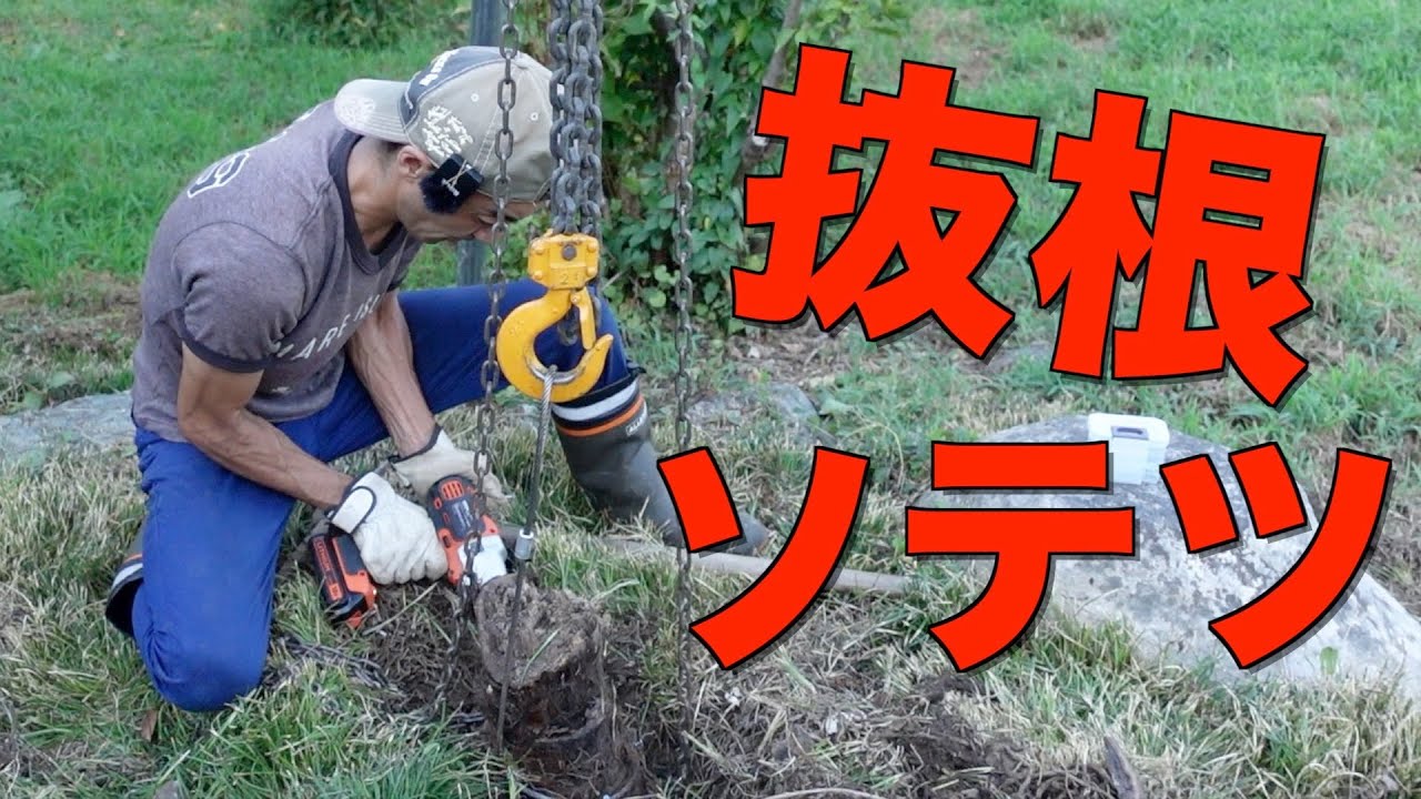 【抜根】裏庭のシュロ（×ソテツ）をチェーンブロックで抜いてみたら予想外に大変でした