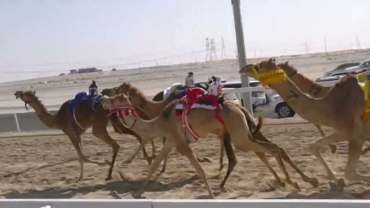 الشوط. 7(الشاهنيه)للسيد: سهيل عبيد بالنوره العامري  توقيت 02:17