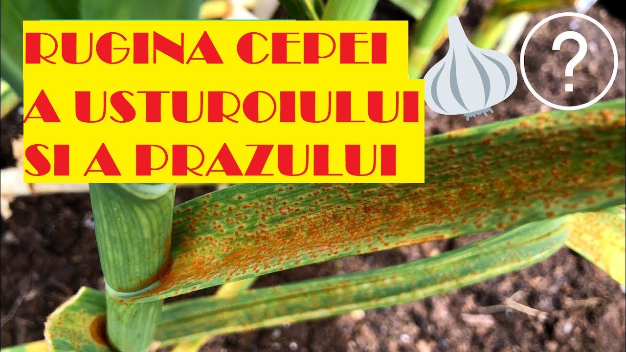 ATENȚIE! Rugină la ceapă, usturoi,  praz. Cauze și soluții urgente!