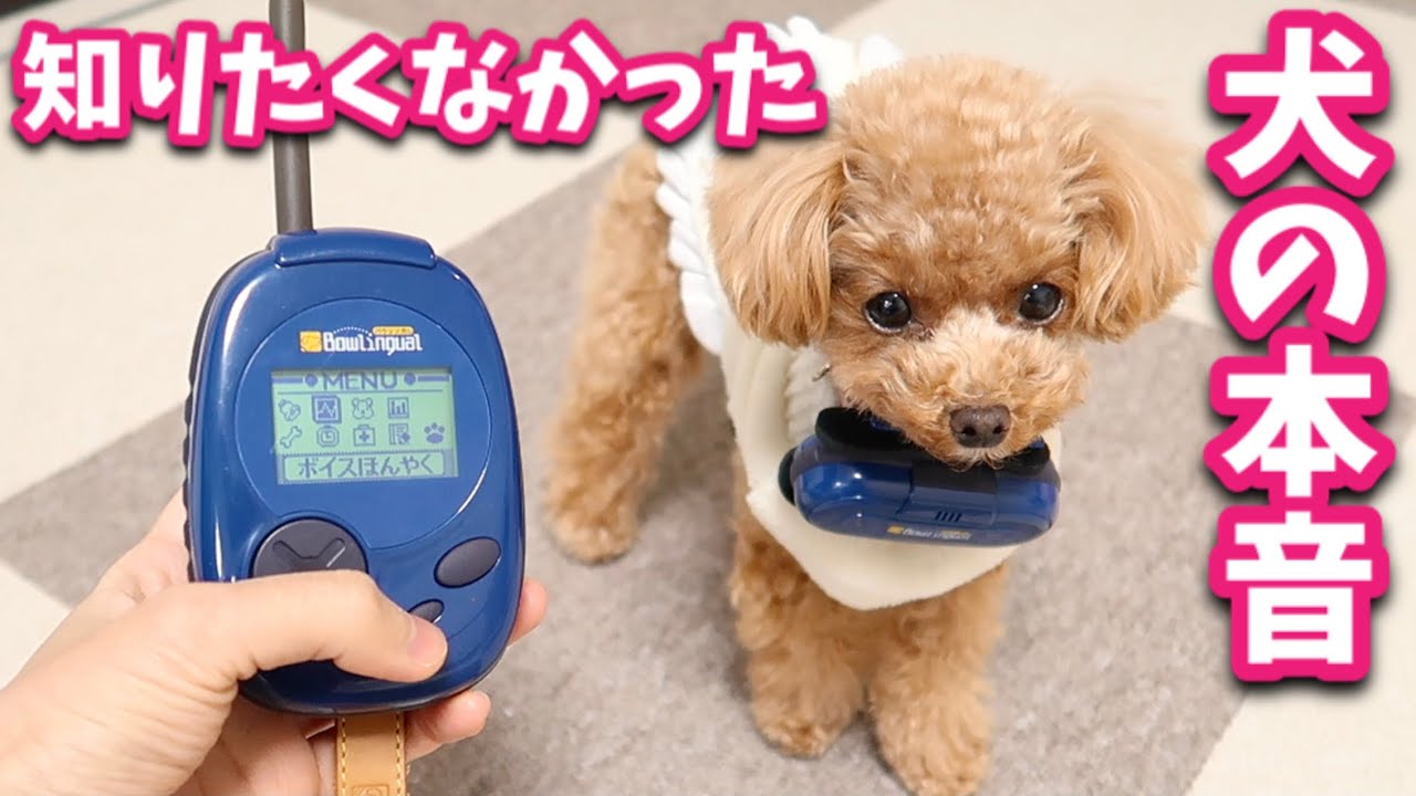 【悲報】犬語翻訳を使ってみたらパパとママで全然違う反応だったw【バウリンガル】