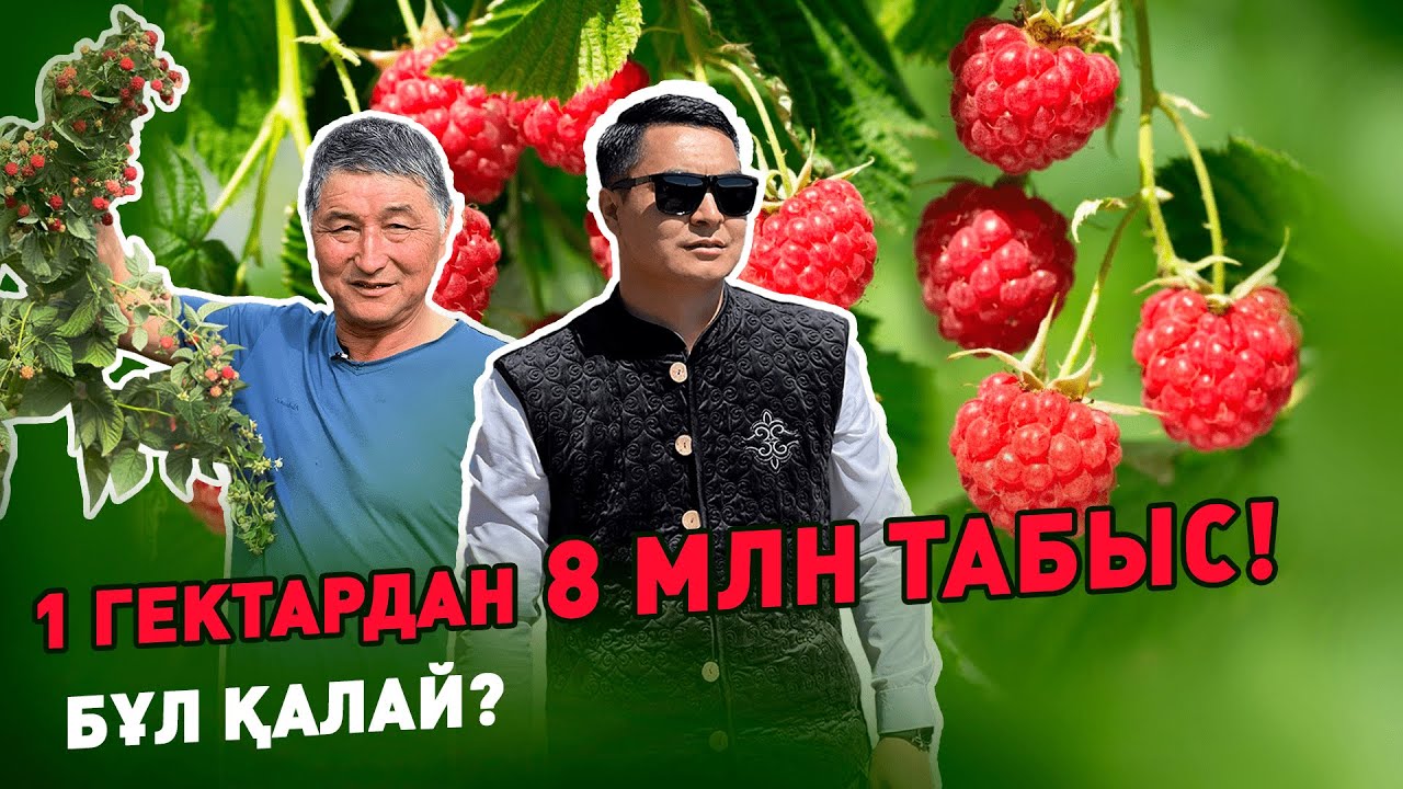 Таңқурай бизнесі. Егін шаруашылығы. Бизнес бастау. Кәсіпкер болу.