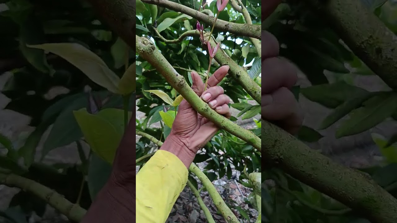 Pembuangan tunas air pada pohon jambu citra agar berbuah dengan maksimal