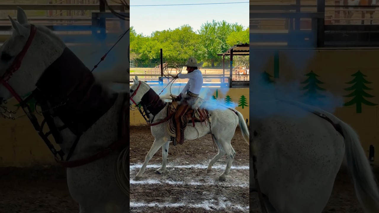 Lioncitoo vs pinton🤠🌵💨.  