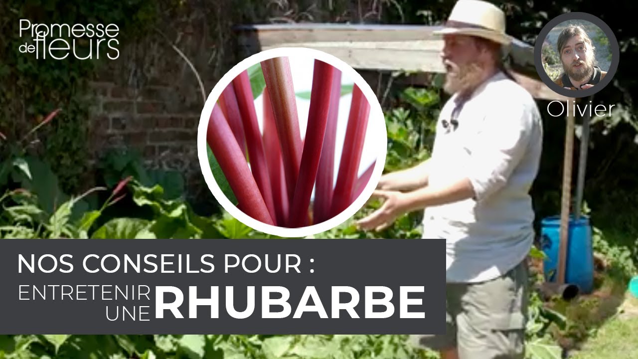 Nos conseils pour entretenir une rhubarbe