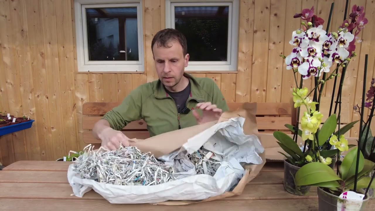 Il segreto delle orchidee di alta qualità Wichmann Phalaenopsis