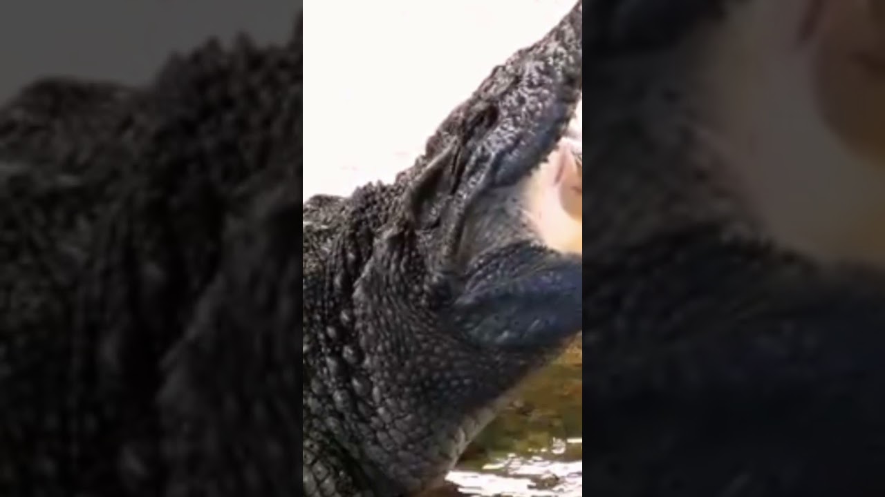crocodilos do Nilo 🐊🐊